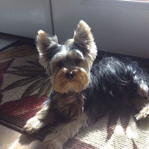 🌸Posh Ambassador 🌸